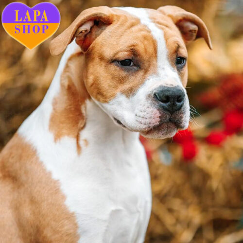 The Handsome American Staffordshire Terrier Puppy Award Of Excellence