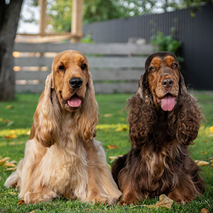 Black English Cocker Spaniel Beauty Princess. Booking Is Open! batky coceriv