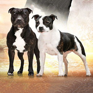 Тигрово-белый мальчик породы стаффордширский бультерьер Byron belle par