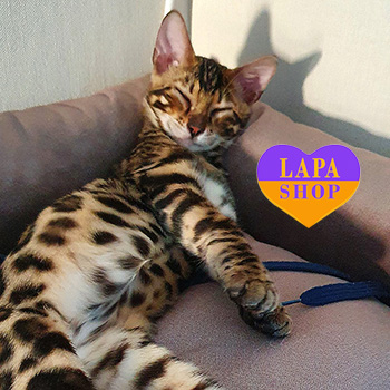 The Lapa Universe benhal maksyma