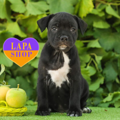 Американский стаффордширский терьер Bismarck