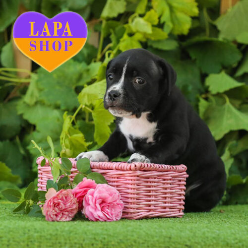 Черно-тигровая красавица амстаф Black Queen