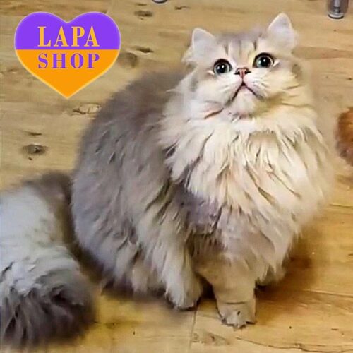 Британский длинношерстный племенной котик Baron — в разведение