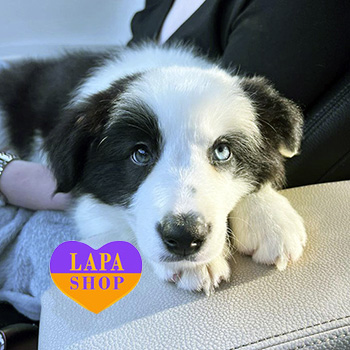 The Lapa Universe border koli evhen sydorenko 1