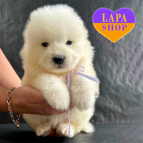 Sweet Samoyed Puppy is Waiting for a Family