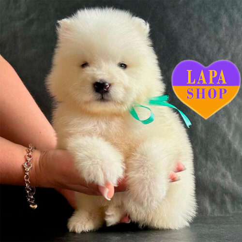 Snow-White Samoyed Puppy is Waiting for a Family