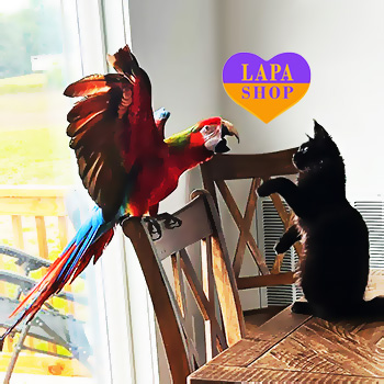 The Lapa Universe brendi 1