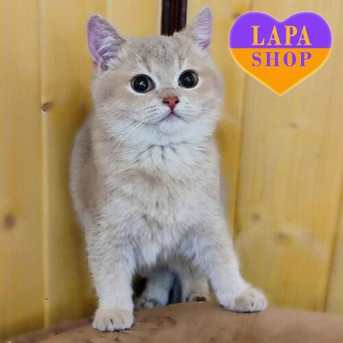 Британская красавица голубо-золотого окраса Браниа