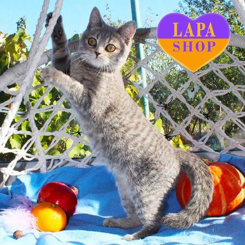 Cute British Spotted Silver Kitten Grisha