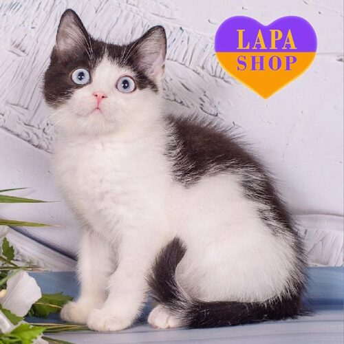 Blue-eyed British Kitten Irbis