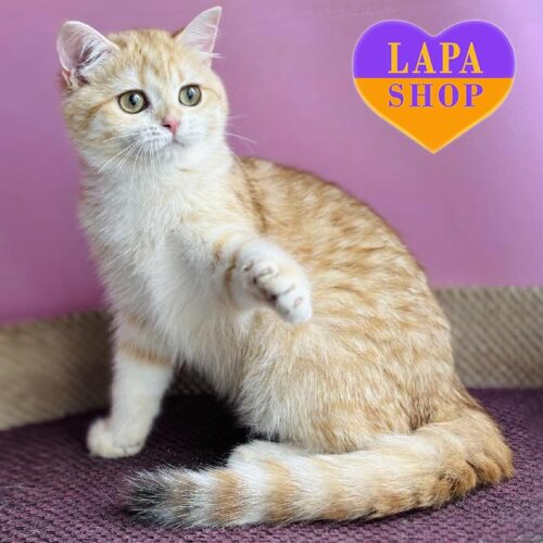 Charming British Kitty Jolli