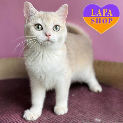 Kira is a British Blue Golden Kitty