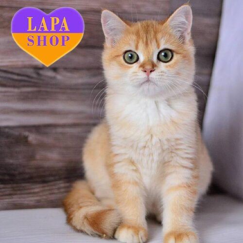 Милая британская кошечка золотого окраса Кира — ваша будущая любимица