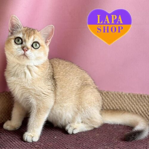 British Kitty in a Golden Fur Coat Kitti