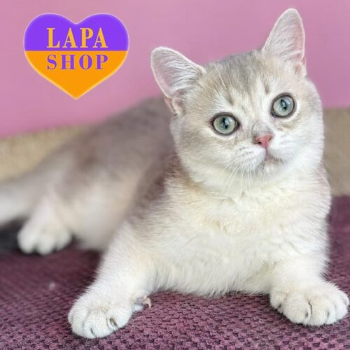 Kosmos is a British Handsome Blue Golden Kitten