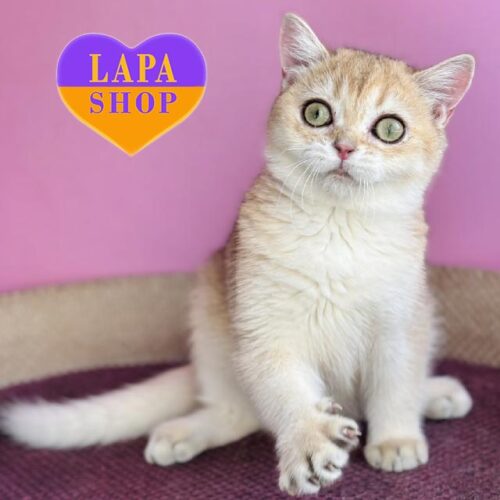 British Kitten in a Golden Fur Coat Kuzya — He is Your Future Favorite