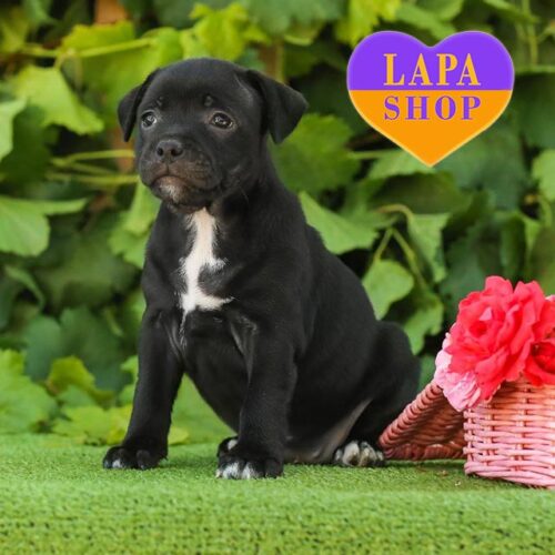 Brilliant Moon — чорно-тигрова дівчинка амстаф