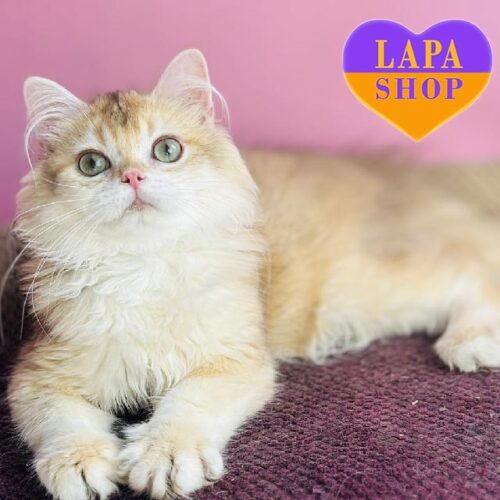 Jean is a British Longhair Golden Kitten