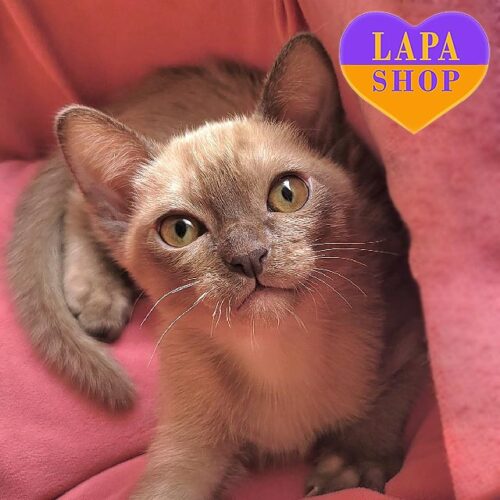 Siamese Half Burmese Cat Champagne (Chocolate) Burmese Kittens