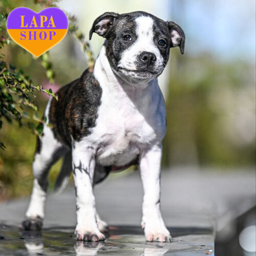 Тигрово-белый мальчик породы стаффордширский бультерьер Byron