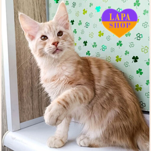 Кошеня породи мейн-кун в яскравій сріблясто-рудій шубці Чанбін