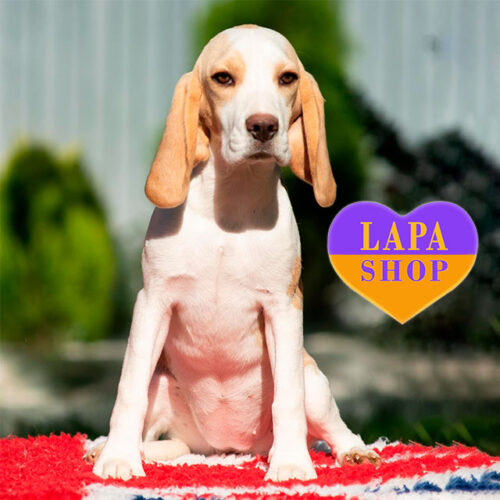 Cutie Beagle Girl Cheese