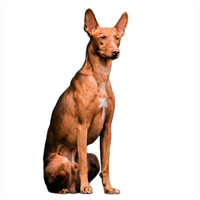 Чірнеко дель Етна