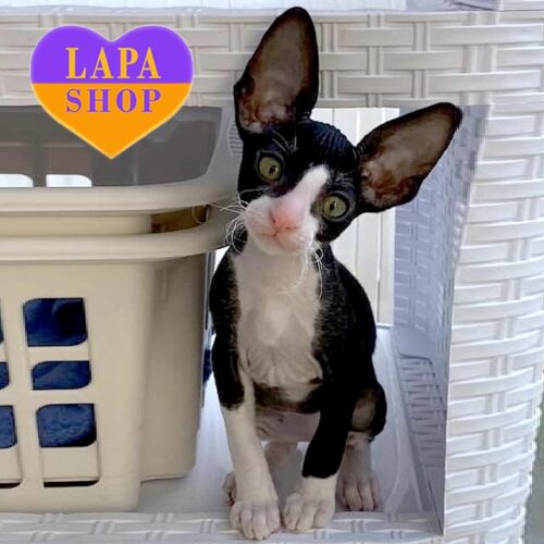Giorgina is a charming Cornish Rex Kitty in a Black and White Fur Coat