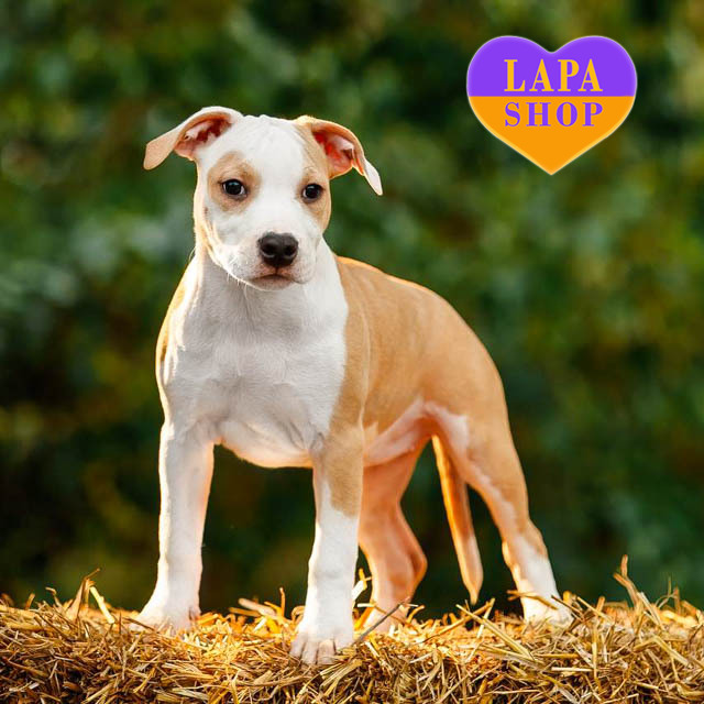 devchinka-amercan-terier-01