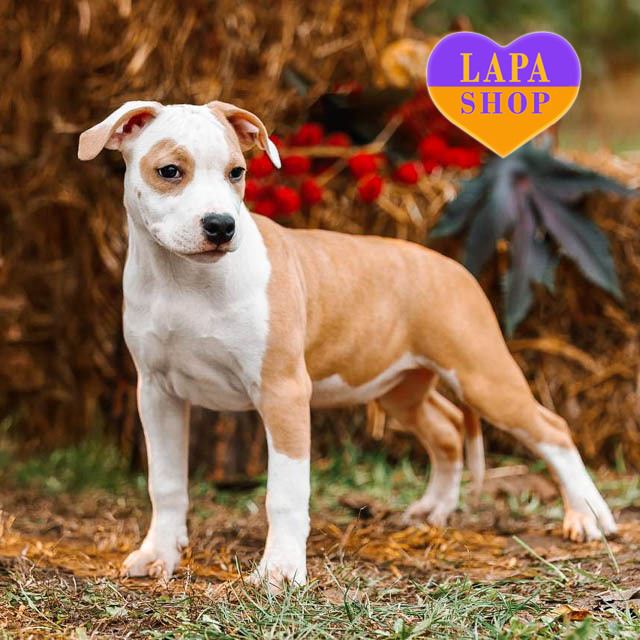 devchinka-amercan-terier-02