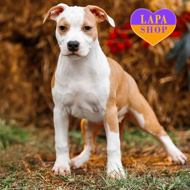 devchinka-amercan-terier-03