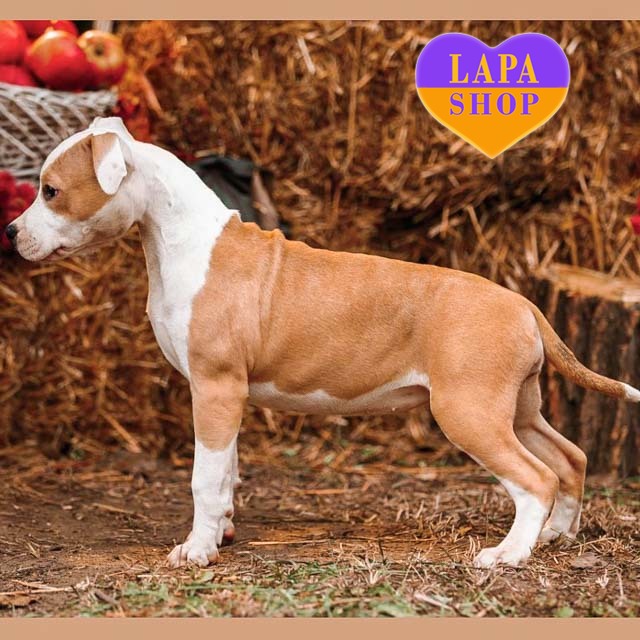 devchinka-amercan-terier-04