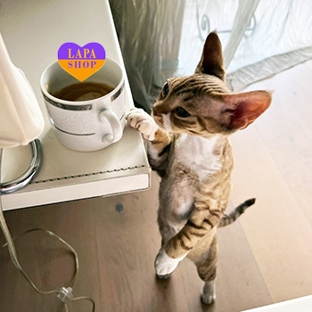 The Lapa Universe devon vlady 1