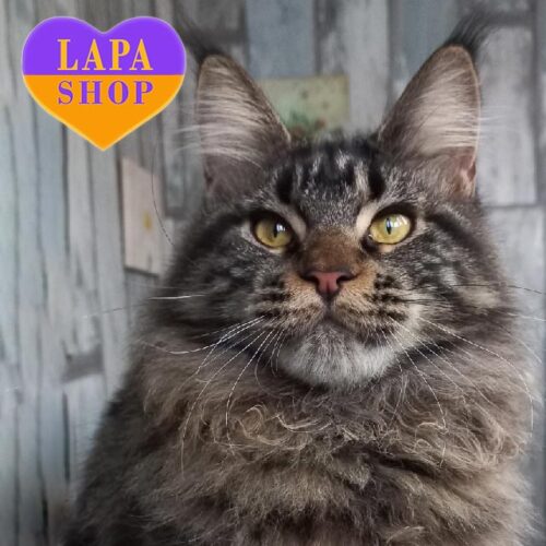 Милая кошечка породы мейн-кун мраморного окраса Дейзи