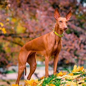 Рудий хлопчик Дукат породи чірнеко дель Етна diadema mama