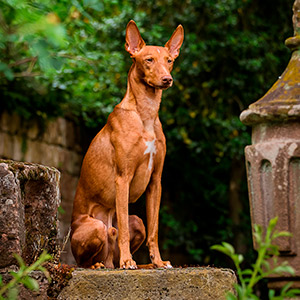 Рудий хлопчик Дукат породи чірнеко дель Етна diadema papa