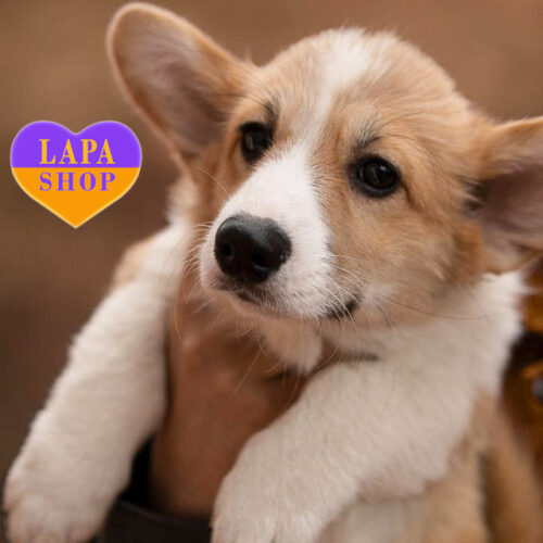 Милая Динька породы вельш корги пемброк