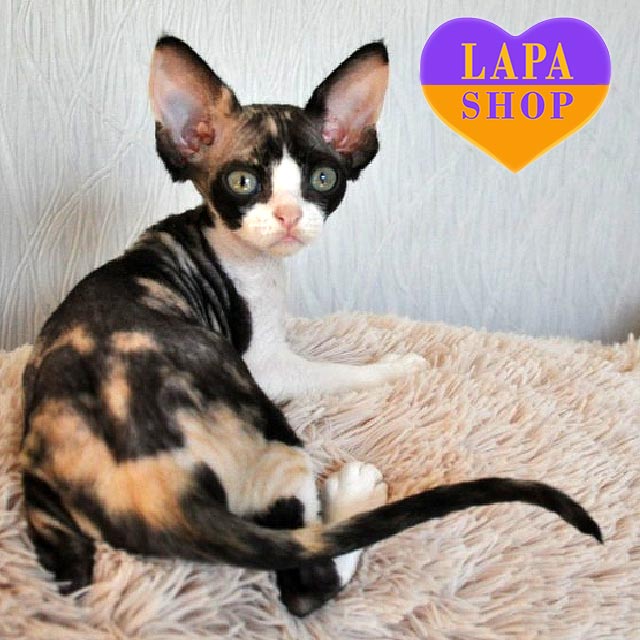 Calico Devon Rex Lilac Devon Rex 2025