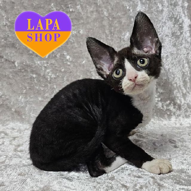 Zorro is a Devon Rex Kitten in a Black and White Fur Coat