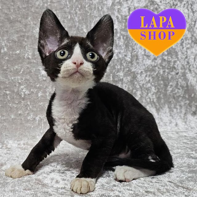Animal Shelters Devon Rex Cat Adoption Devon Rex Kittens For Sale