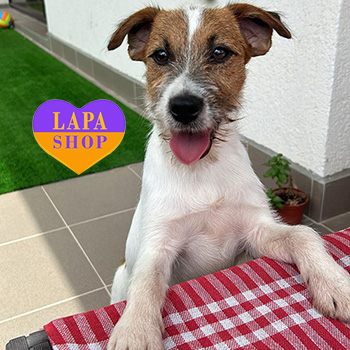 The Lapa Universe dzhek rassel dlya bena burhas