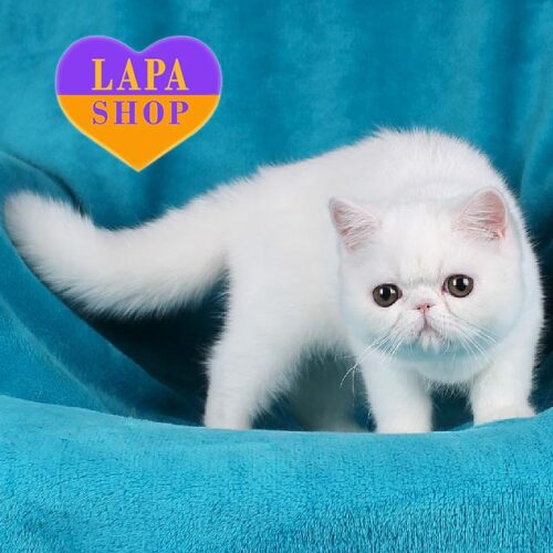 Zefir is a Charming Exotic Kitten in a White Fur Coat and with Copper Eyes