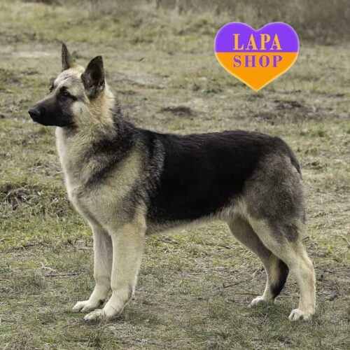 Фараон — мальчик породы восточноевропейская овчарка