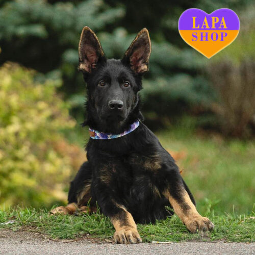 Мальчик породы немецкая овчарка, который вырастет большим и сильным кобелем