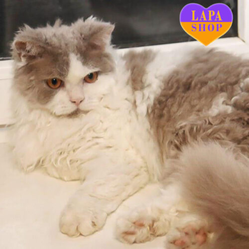 Handsome Selkirk Rex Kitten Hollywood