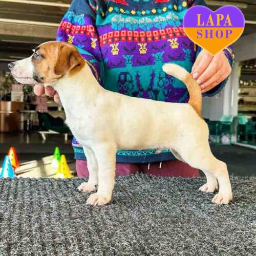 Бело-рыжий красавчик породы джек-рассел-терьер