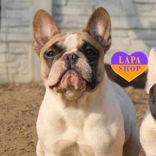 Дуже породна красуня Kallisto породи французький бульдог