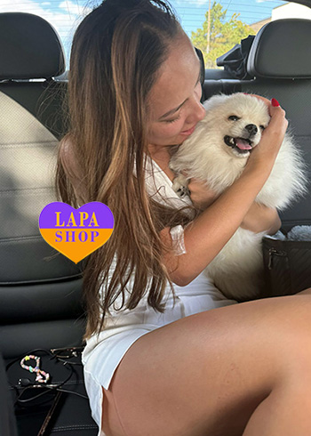 Dostawa kociąt i szczeniąt do Polski i z Polski kerol boston ta adonis