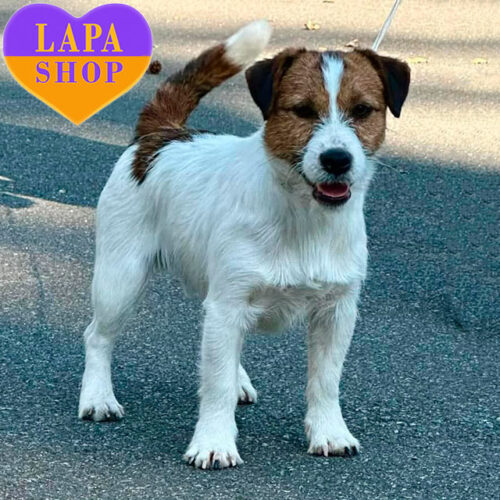 Potential Show Boy Jack Russell Terrier Kevin