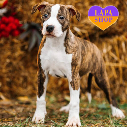 Bradley M2 — Handsome American Staffordshire Terrier is Waiting for a Family